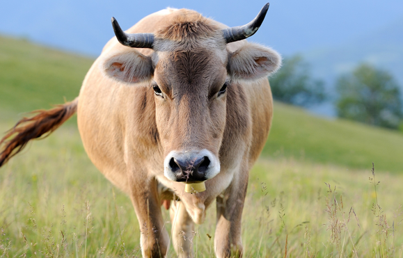 Unsere regionalen Schätze
